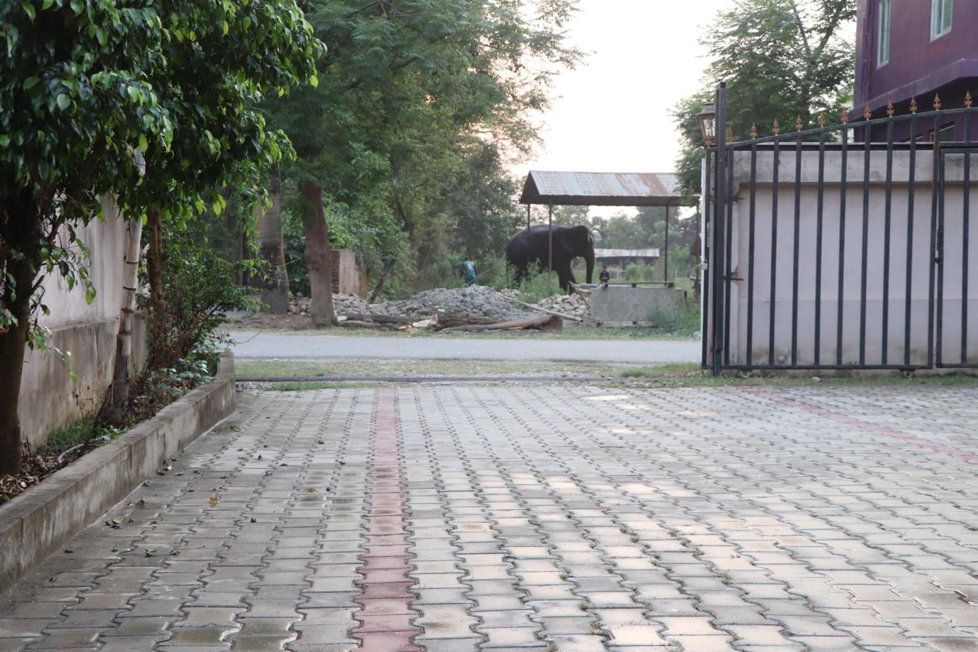 Hotel Flycatcher Chitwan- A Jungle Safari Home โซราฮา ภายนอก รูปภาพ