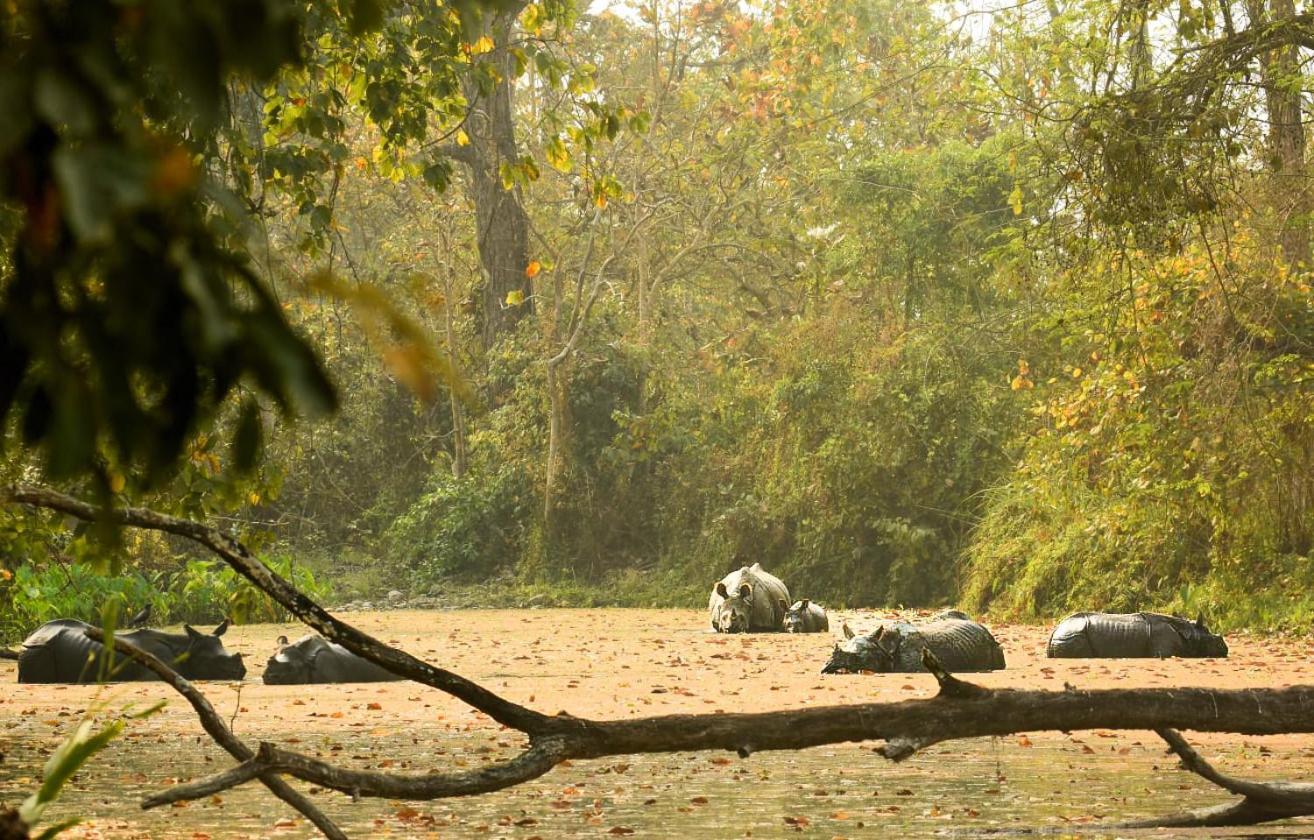 Hotel Flycatcher Chitwan- A Jungle Safari Home โซราฮา ภายนอก รูปภาพ