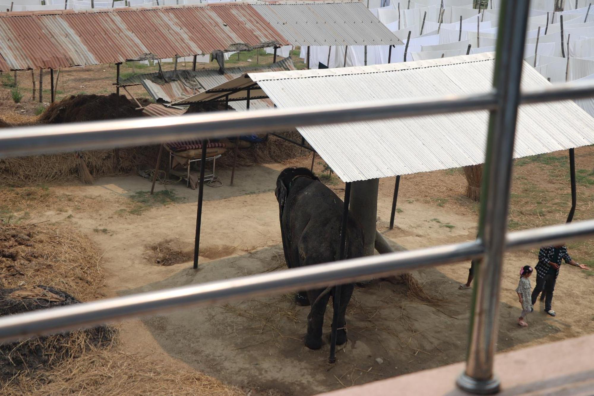 Hotel Flycatcher Chitwan- A Jungle Safari Home โซราฮา ภายนอก รูปภาพ